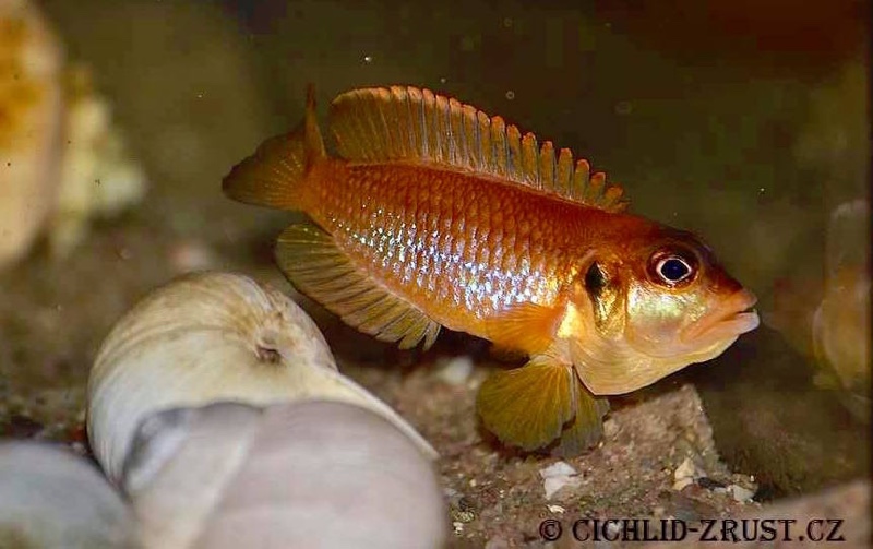 Lamprologus ocellatus 'Gold'